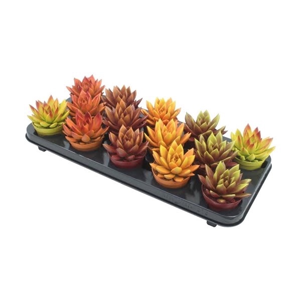 <h4>Echeveria bicoloured autumn mix</h4>