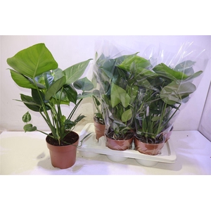 arr8 Monstera Deliciosa