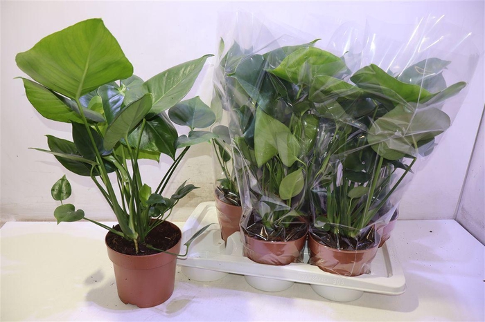 <h4>arr8 Monstera Deliciosa</h4>