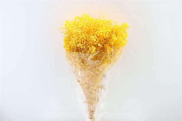 <h4>Pres Gyps Bq Salmon Bunch</h4>