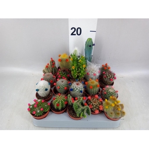 Cactus   ...decorated