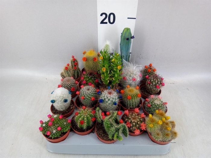 <h4>Cactus   ...decorated</h4>