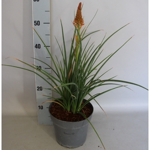 vaste planten 19 cm  Kniphofia Pyromania Backdraft