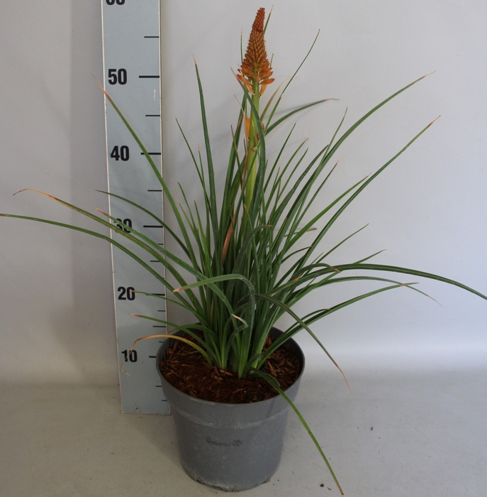 <h4>vaste planten 19 cm  Kniphofia Pyromania Backdraft</h4>