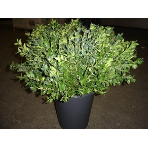 Buxus Kort 40cm