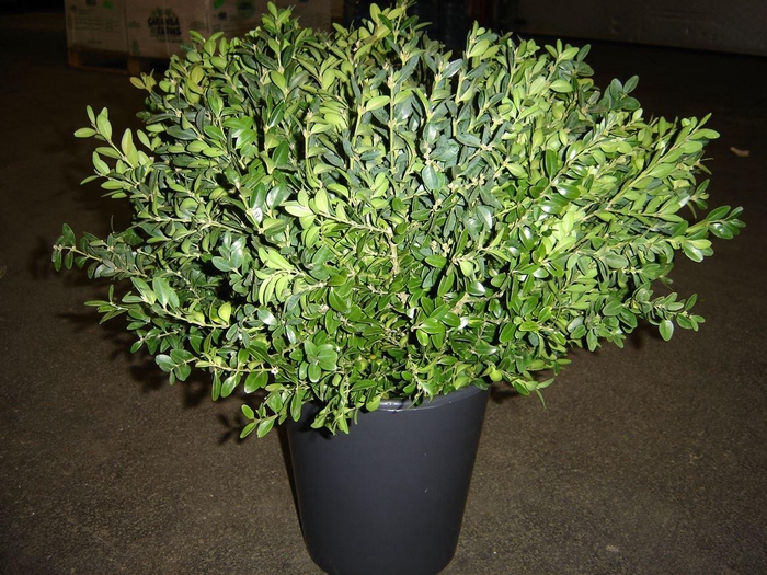 <h4>Buxus Kort 40cm</h4>