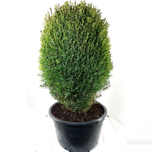 Buxus sempervirens ei-vorm 100cm