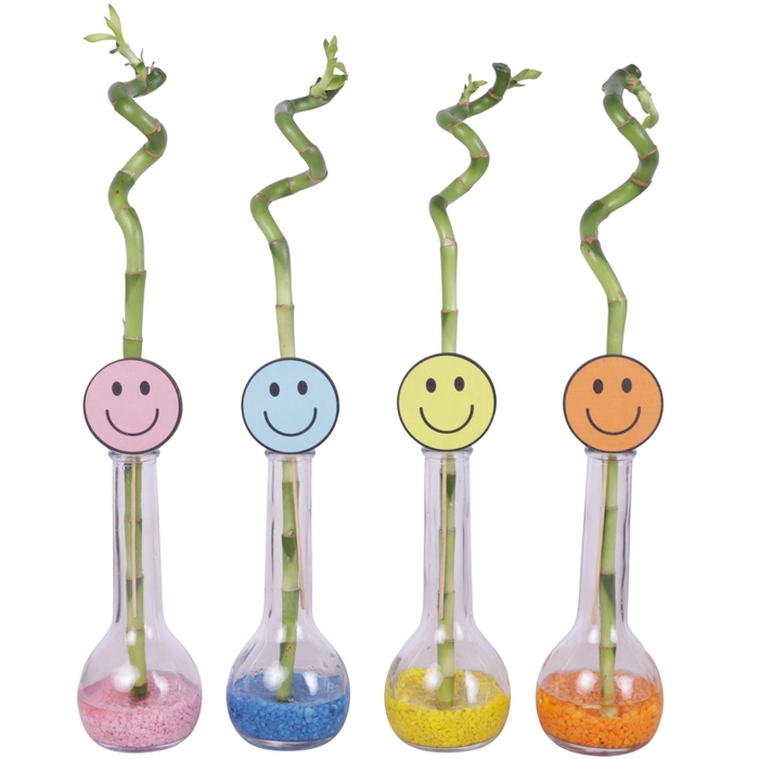 <h4>Yearround Lucky Bamboo Stem Spiral 40cm in Glass Bulb Bottle</h4>