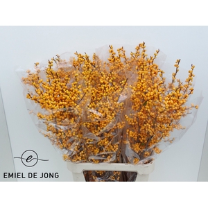ILEX VE GOLD VERBOOM
