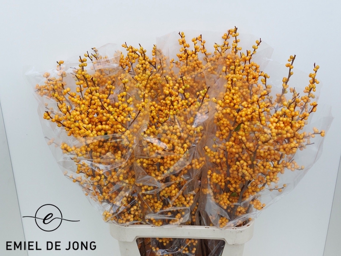 <h4>ILEX VE GOLD VERBOOM</h4>