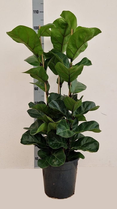 FICUS LYRATA BAMBINO