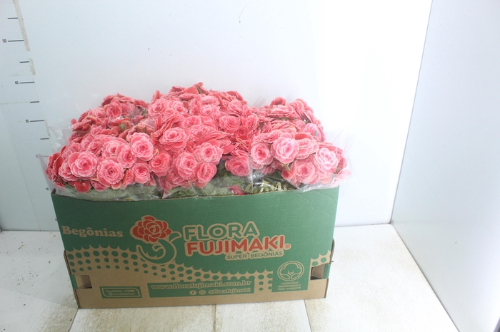 <h4>BEGONIA BORIAS P15</h4>