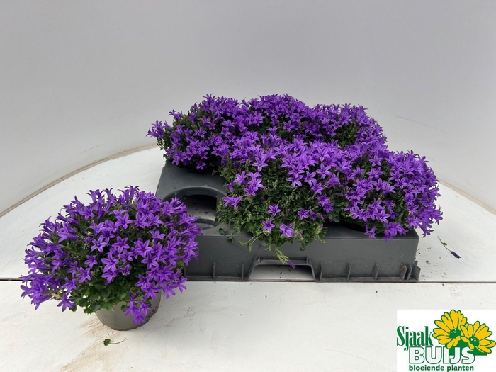 <h4>CAMP POR KRIS</h4>