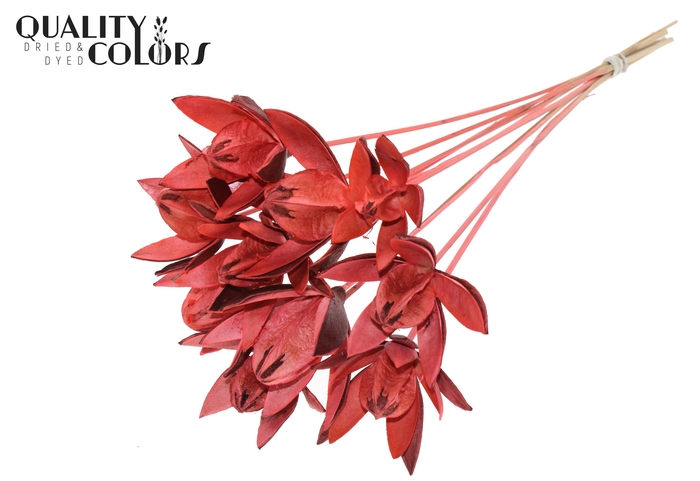 Wild Lilly on stem Coral