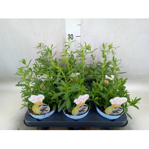 Hyssopus officinalis