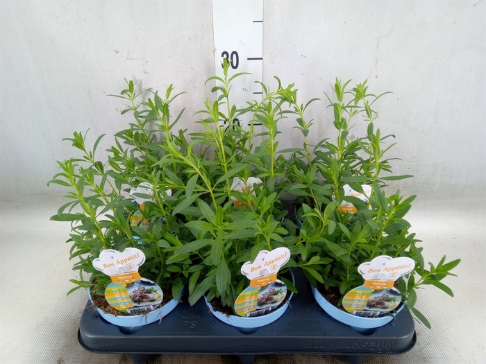 <h4>Hyssopus officinalis</h4>