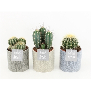 Cactus Mix in Gaia keramiek