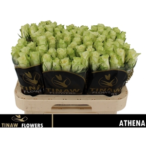 R GR ATHENA