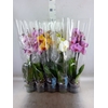 Phalaenopsis   ...mix  5