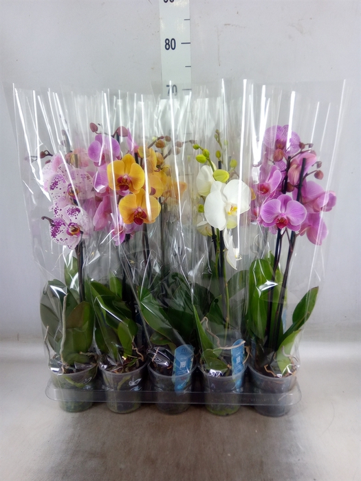Phalaenopsis   ...mix  5