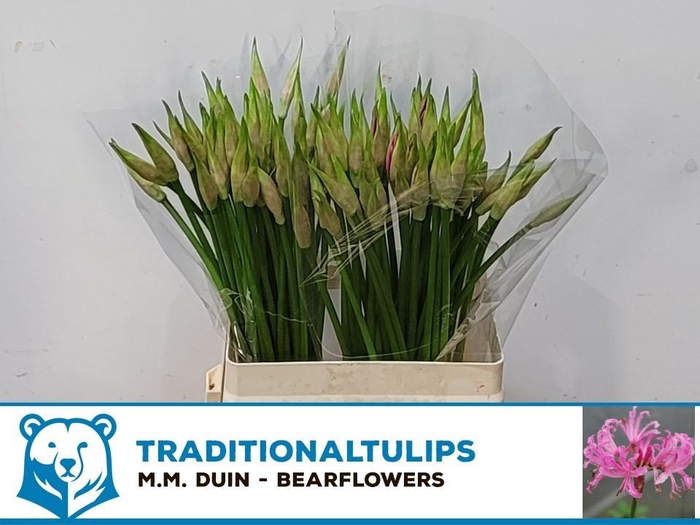 <h4>NE BO FAVOURITE</h4>