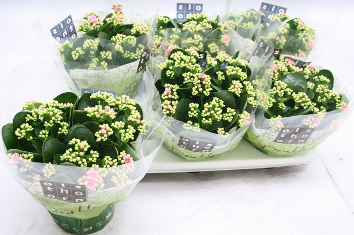 <h4>Kalanchoe blos. 'Calandiva Weaver'</h4>
