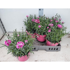 DIAN CAPITAN S HENRY