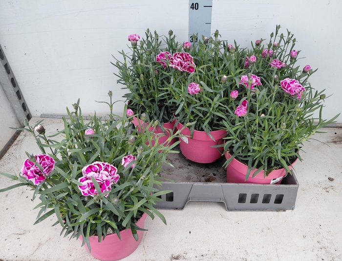 <h4>DIAN CAPITAN S HENRY</h4>