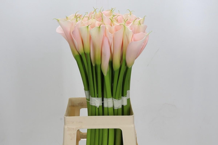 Zantedeschia Eydolls Salmon