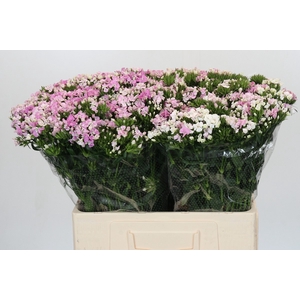 Dianthus Br Amazon Rose Magic