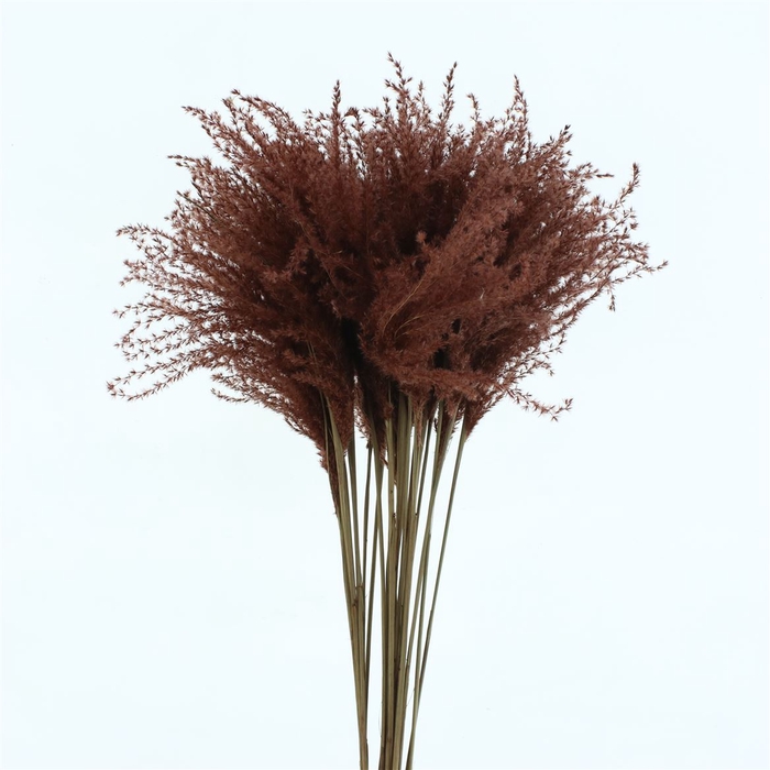 <h4>Dried Stipa Feather Chocolate</h4>