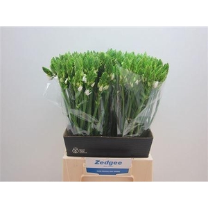 Ornithogalum Thyrsoides