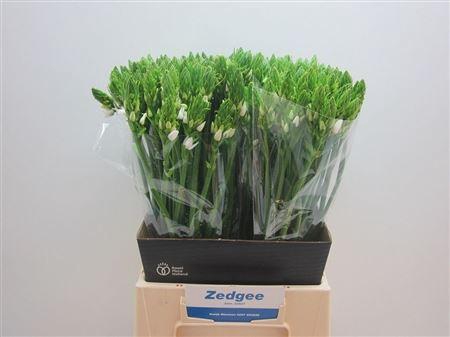 <h4>Ornithogalum Thyrsoides</h4>