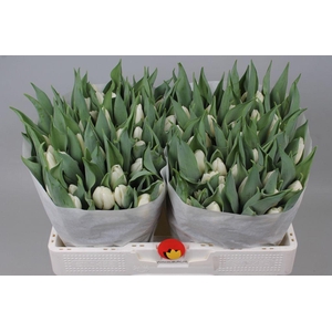 Tulipa si white prince