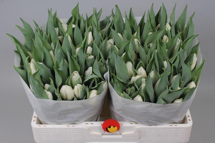 <h4>Tulipa si white prince</h4>