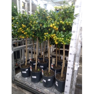 Citrus   ...