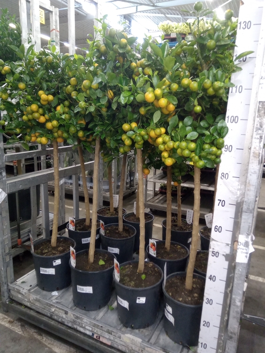 <h4>Citrus   ...</h4>
