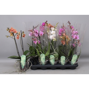 PHAL MF GEM 4 KL