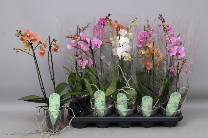 <h4>PHAL MF GEM 4 KL</h4>