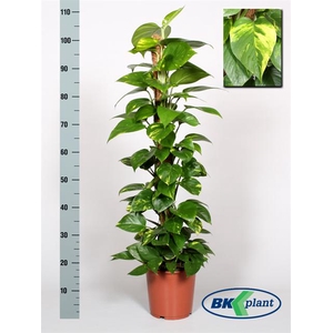 Epipremnum pinnatum mosstok 21Ø 110cm