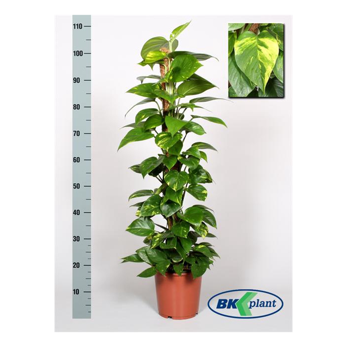 <h4>Epipremnum pinnatum mosstok 21Ø  130cm</h4>