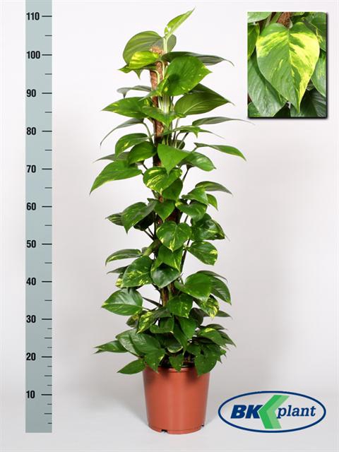 Epipremnum pinnatum mosstok 21Ø 110cm