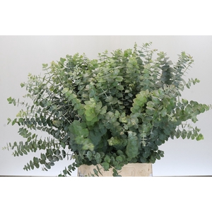 Euc. Baby Blue (Per stem)