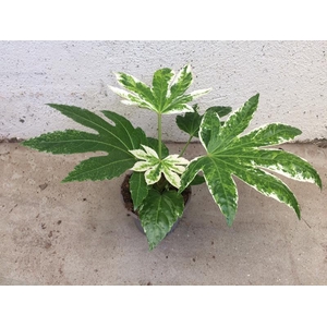 FATSIA JAPONICA p12