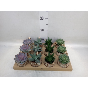 Succulents   ...mix 3