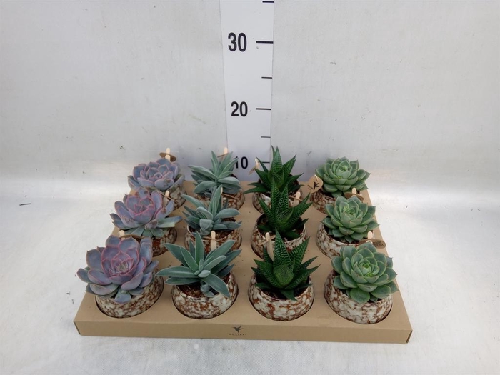 <h4>Succulents   ...mix 3</h4>
