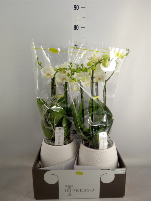 <h4>Phalaenopsis   ...white</h4>