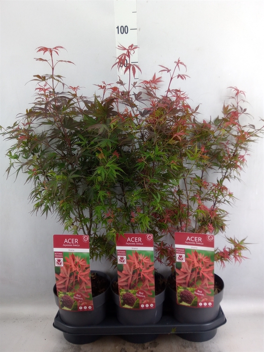 <h4>Acer palmatum 'Shaina'</h4>