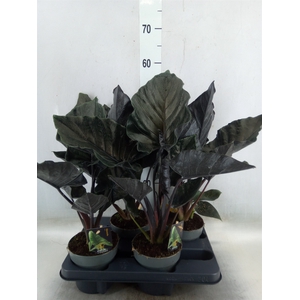 Alocasia   ...