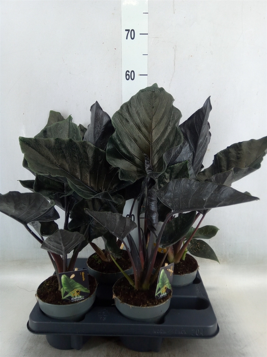 <h4>Alocasia   ...</h4>